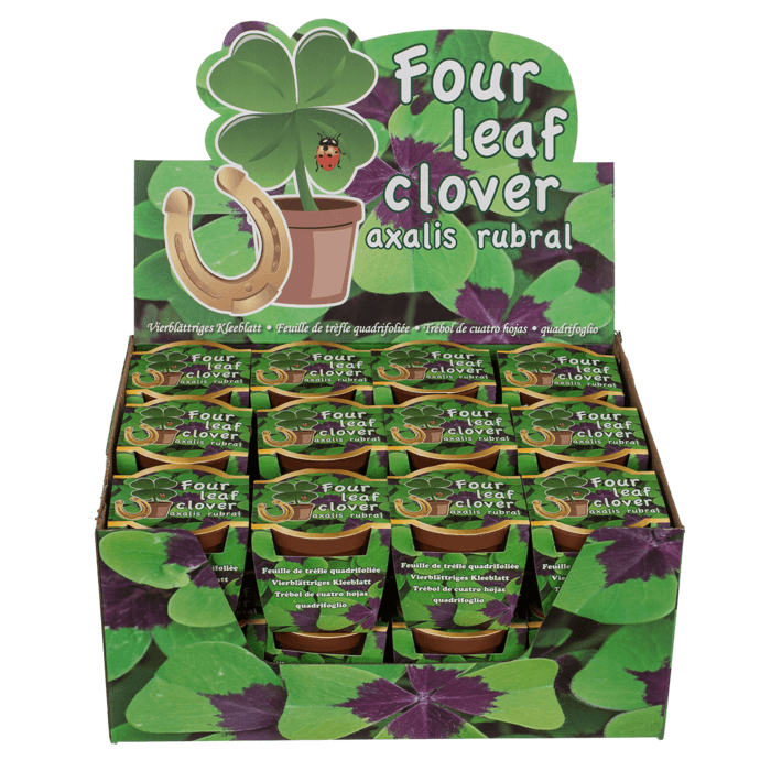 Four leaf clover in plastic pot, - Lily's Boutique