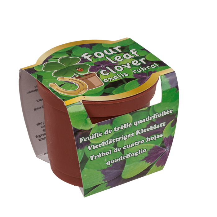 Four leaf clover in plastic pot,