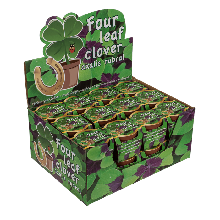 Four leaf clover in plastic pot,