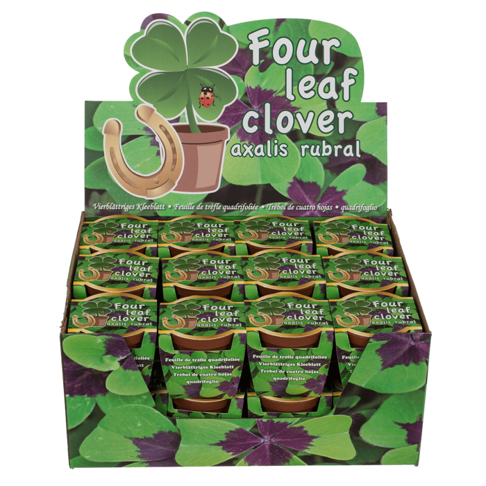 Four leaf clover  in plastic pot,